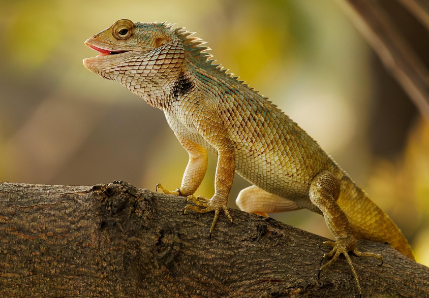 A Beginner’s Guide to Keeping a Pet Lizard 🦎