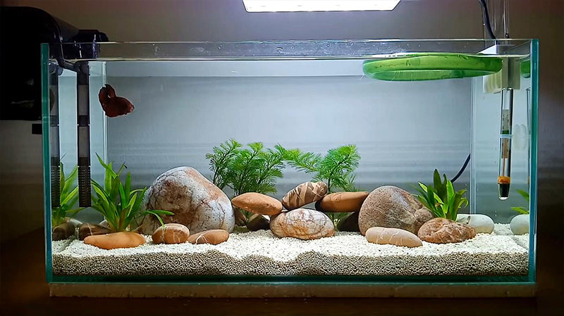 How to Choose the Right Aquarium Plants and Decorations for Your Tank