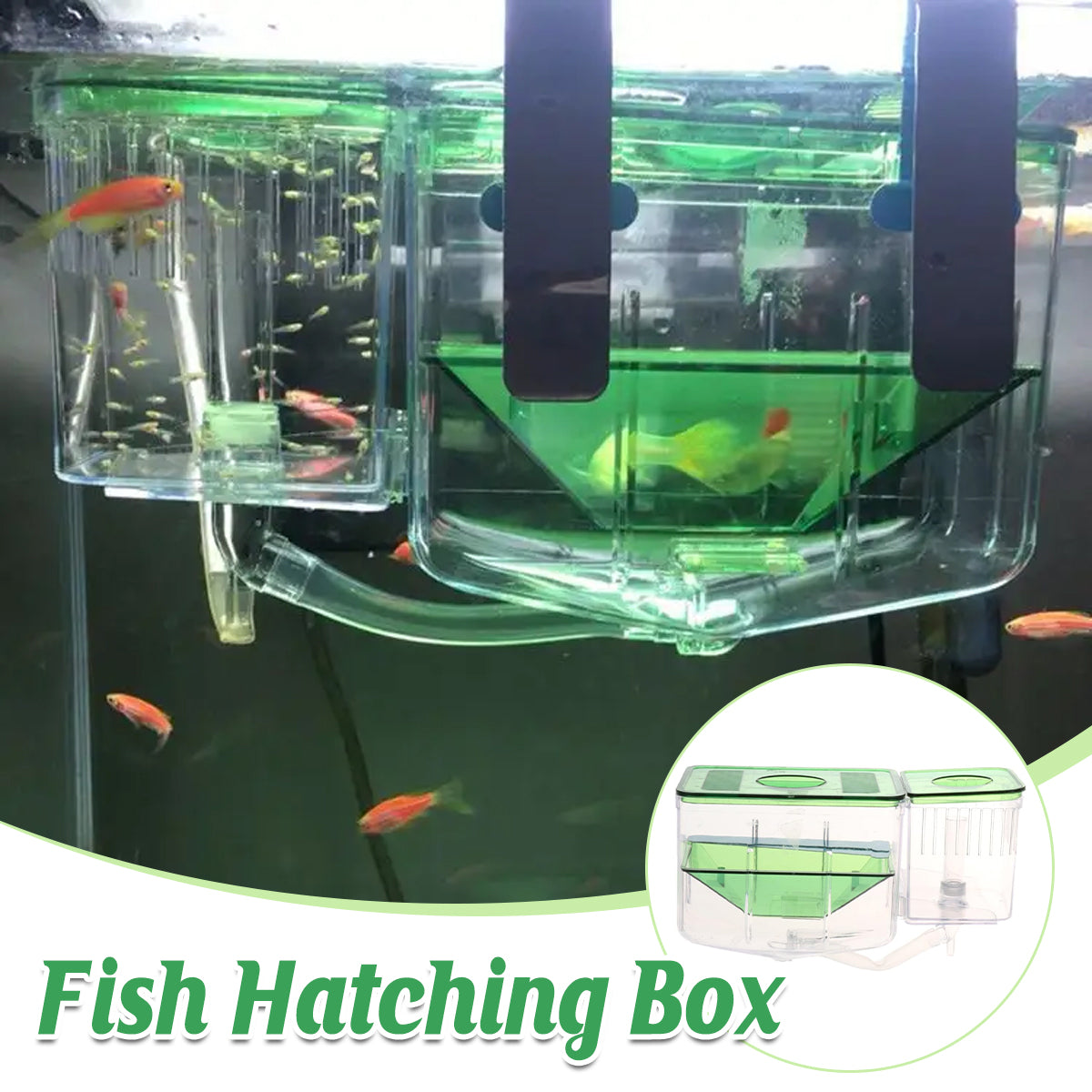 Double-Layer Fish Isolation Box