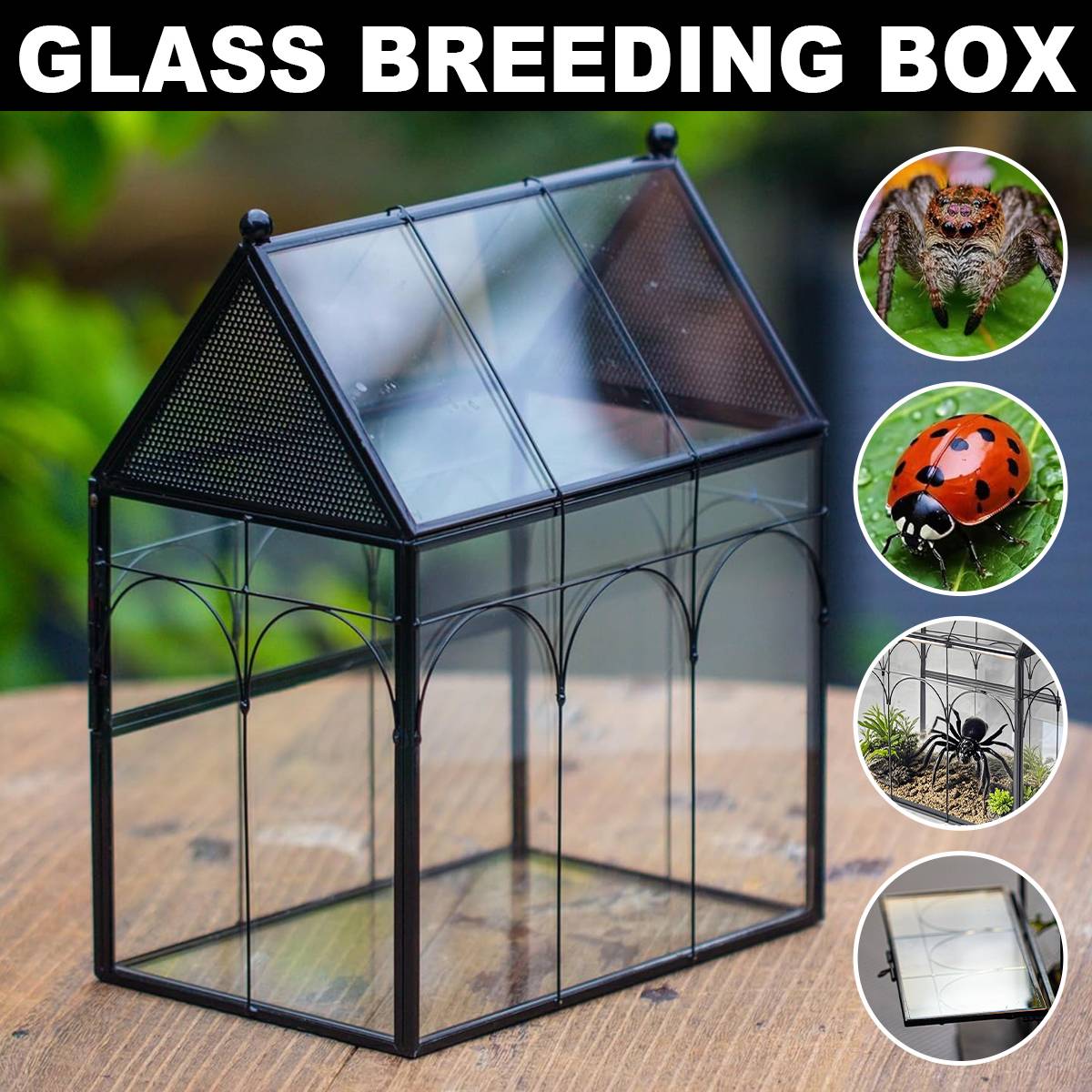 Glass Insect Terrarium Breeding Box With Ventilation