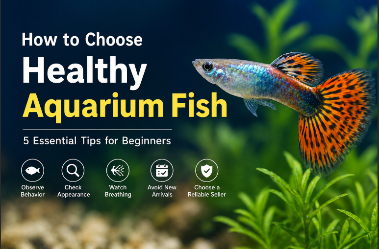 How to Choose Healthy Aquarium Fish