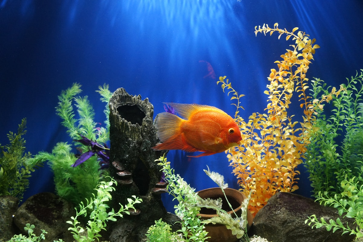 Warm, vibrant tropical freshwater aquarium