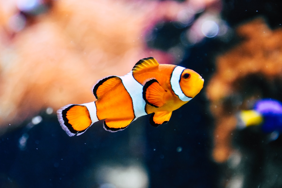 Clean planted aquarium with clear water