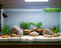 How to Choose the Right Aquarium Plants and Decorations for Your Tank