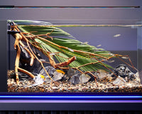 The Best Aquarium Heaters for Your Tank: Keeping Water at the Right Temperature