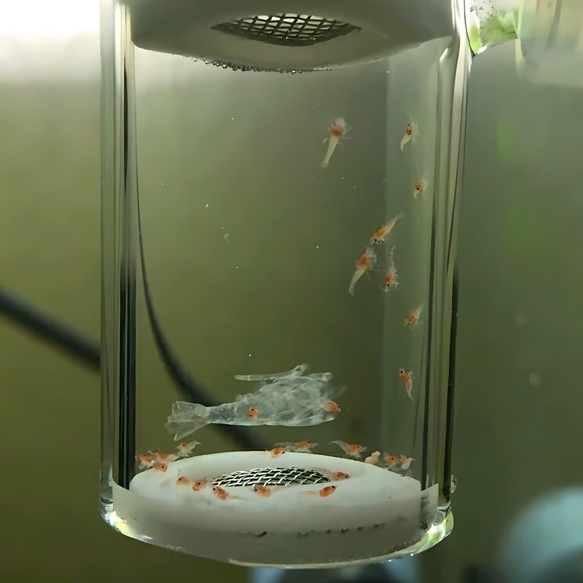 Glass Shrimp Egg Incubator with Regulating Valve for Aquariums
