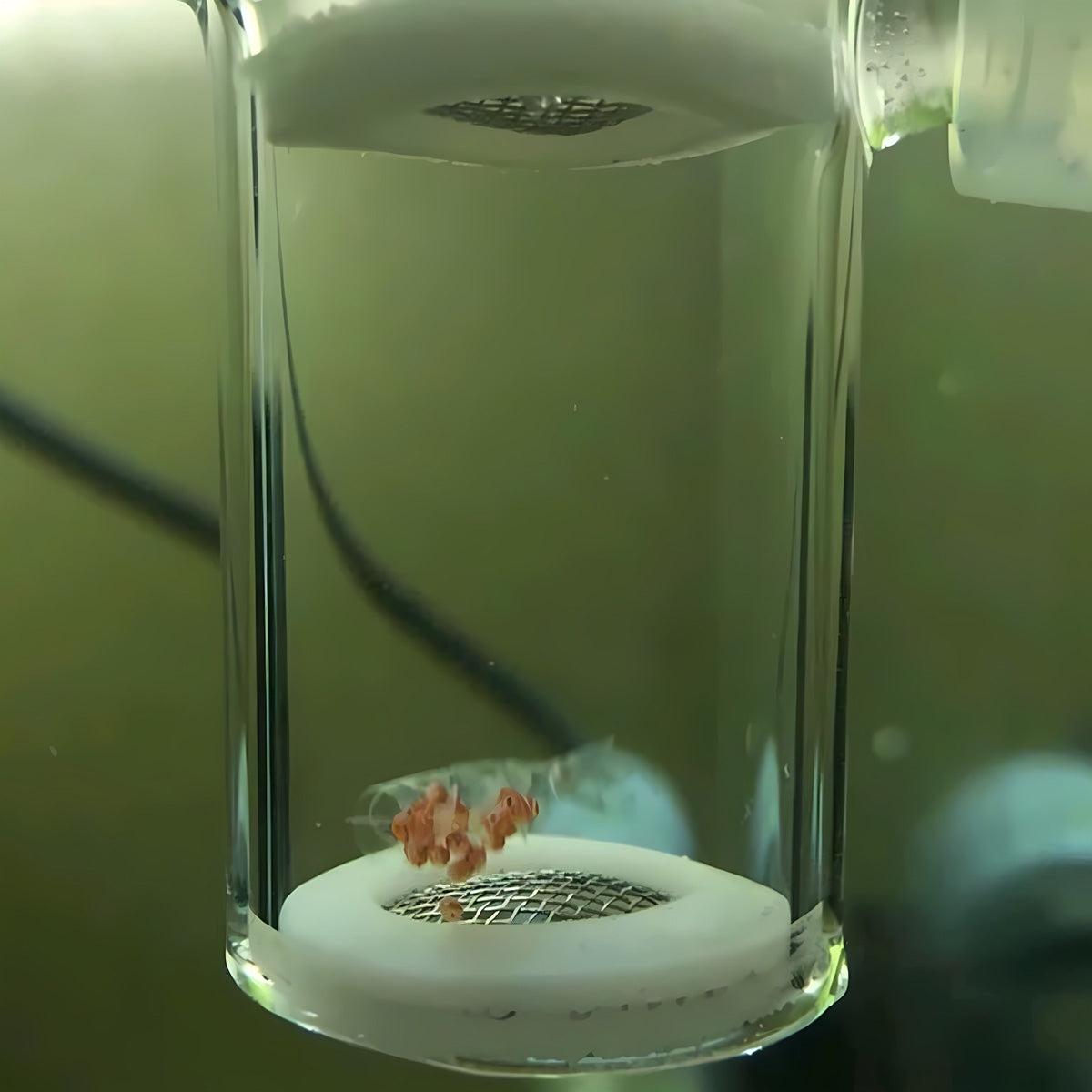 Glass Shrimp Egg Incubator with Regulating Valve for Aquariums