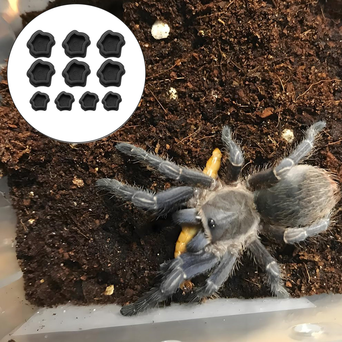 10pcs Mini Resin Reptile Bowls