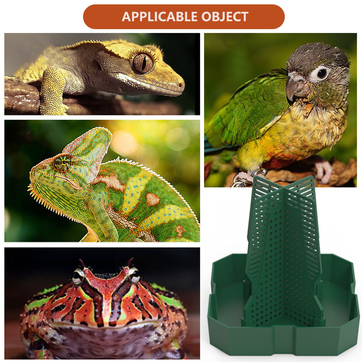 Reptile Feeding Basin Anti-Escape Cricket Feeder Bowl For Frogs & Small Pets