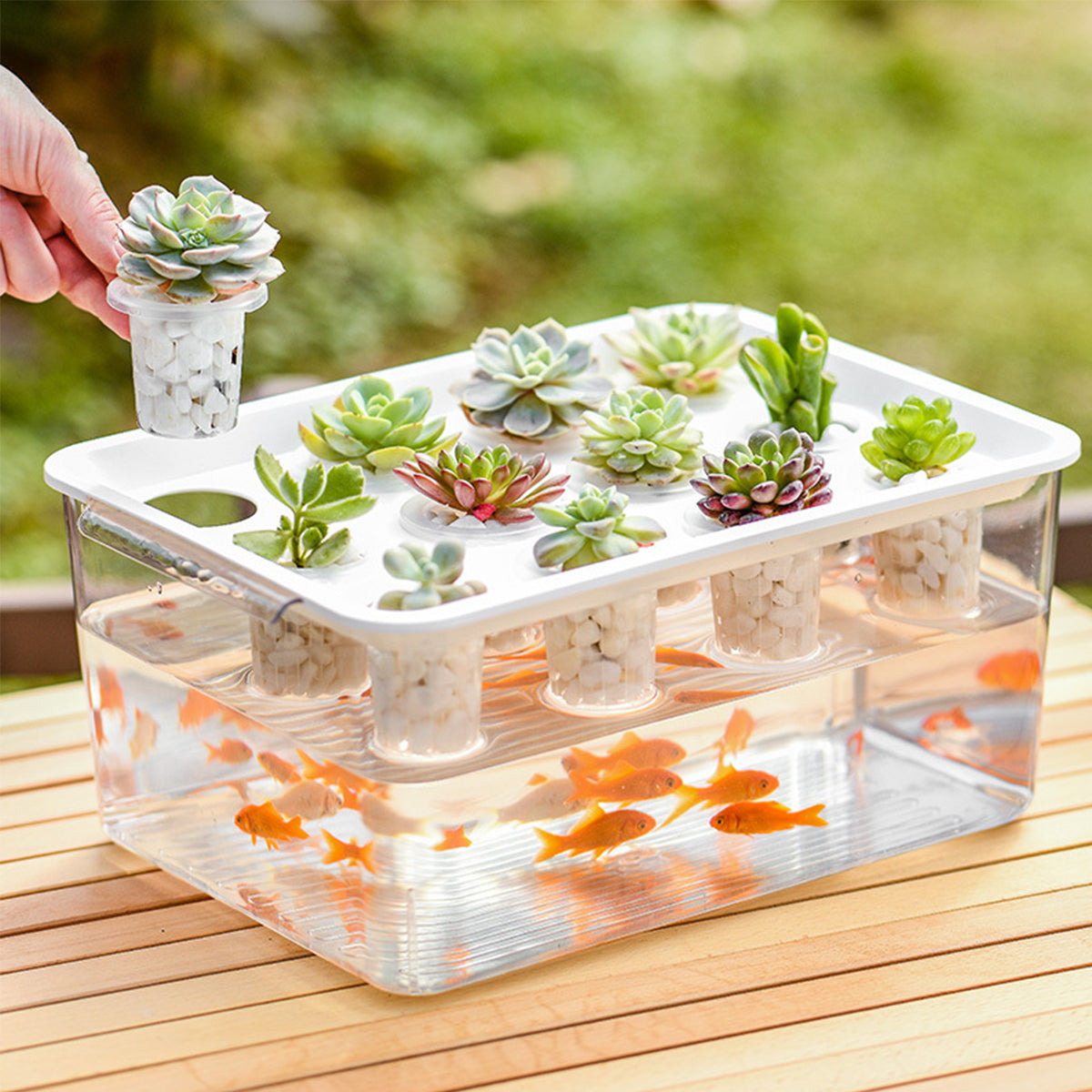 Transparent Hydroponic Aquarium with 12-Hole Lid