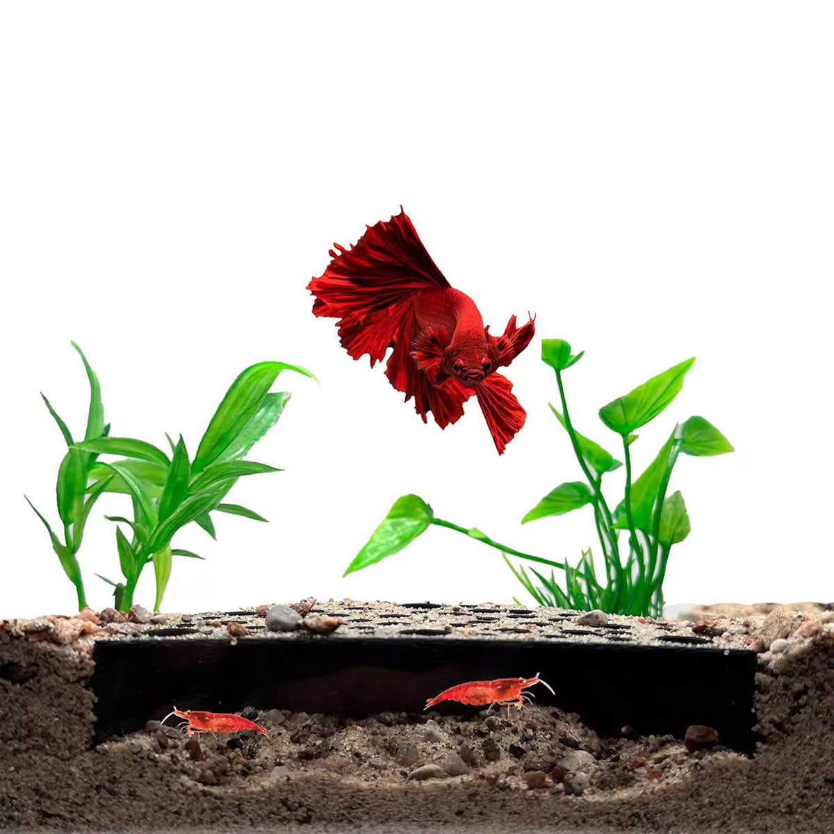 Shrimp Hiding Caves Aquarium Shelter Set Of 2 For Fish Tanks