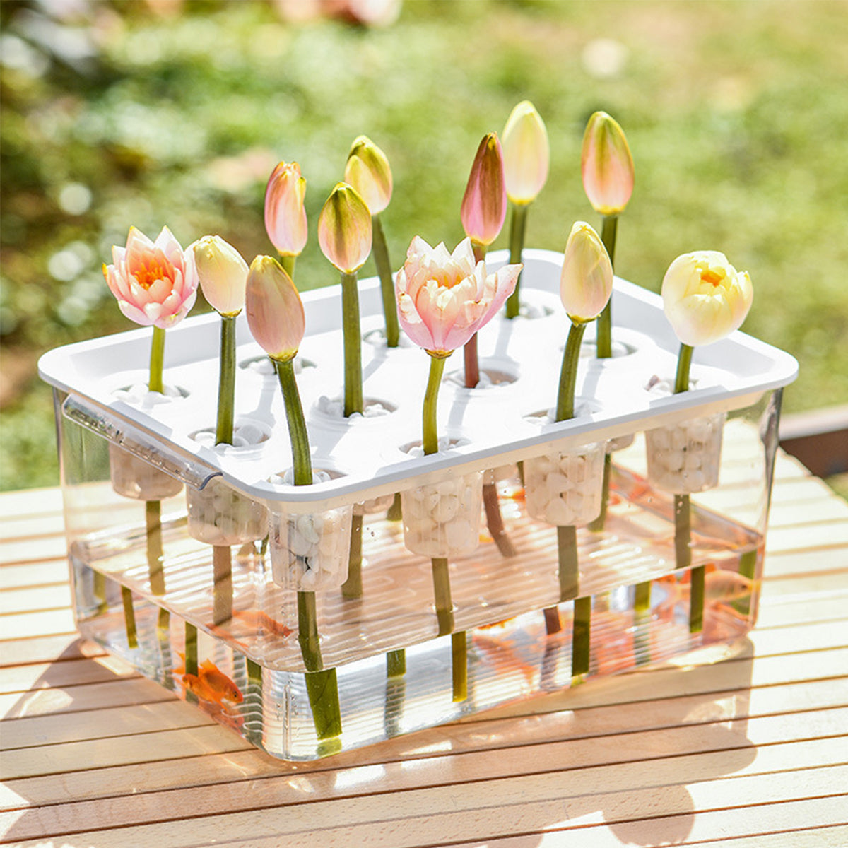 Transparent Hydroponic Aquarium with 12-Hole Lid