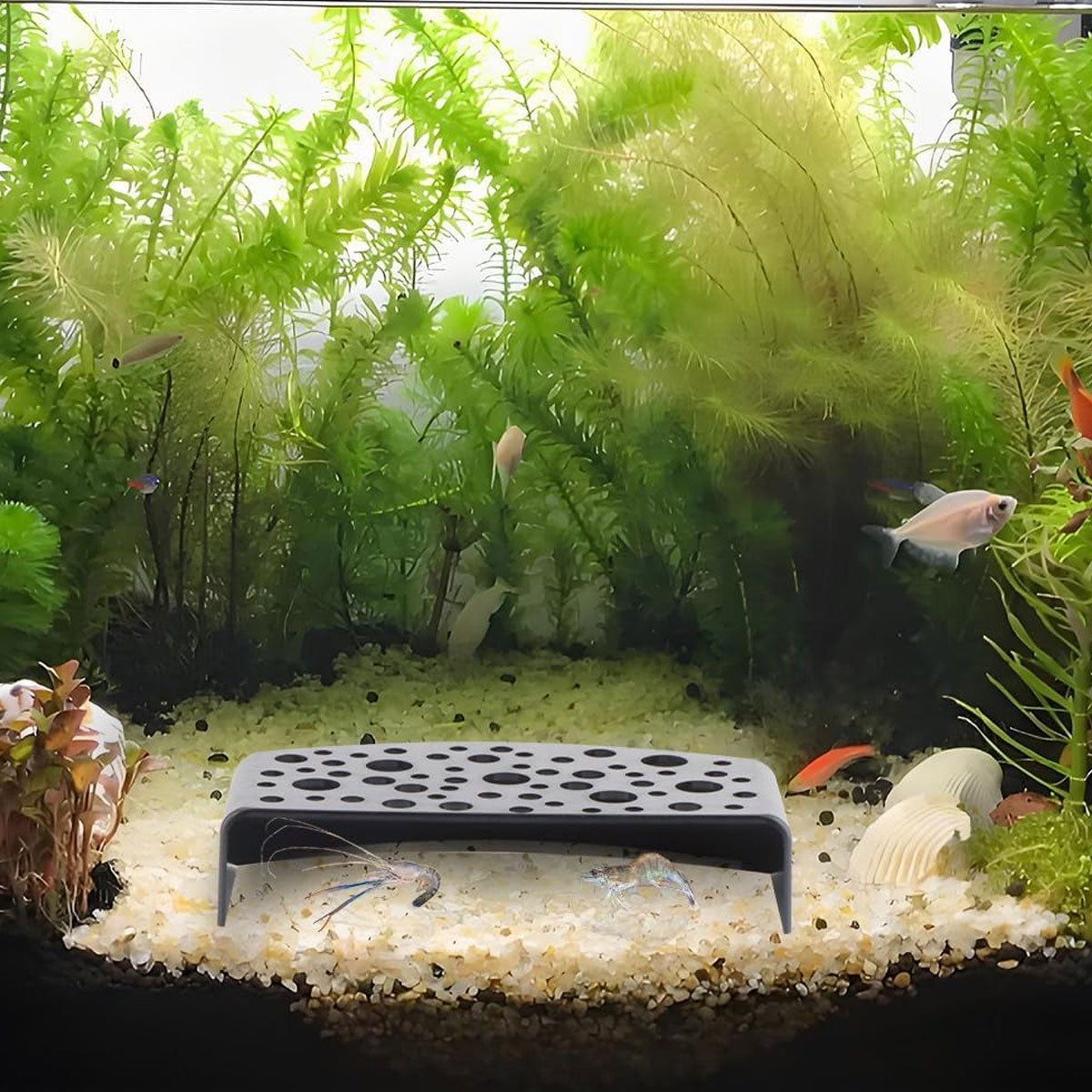 Shrimp Hiding Caves Aquarium Shelter Set Of 2 For Fish Tanks