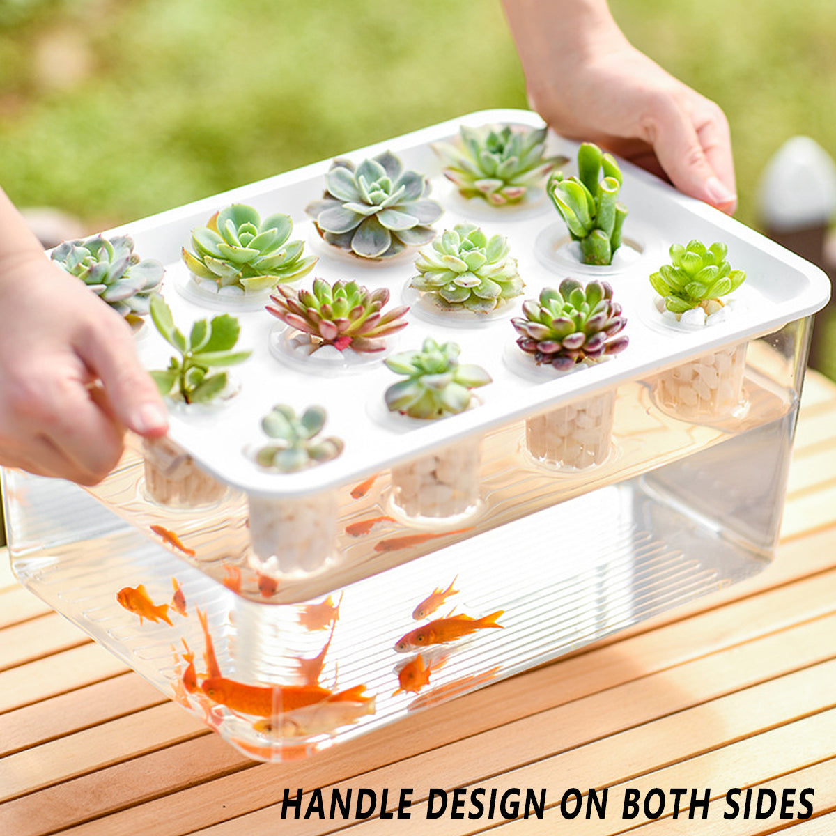 Transparent Hydroponic Aquarium with 12-Hole Lid