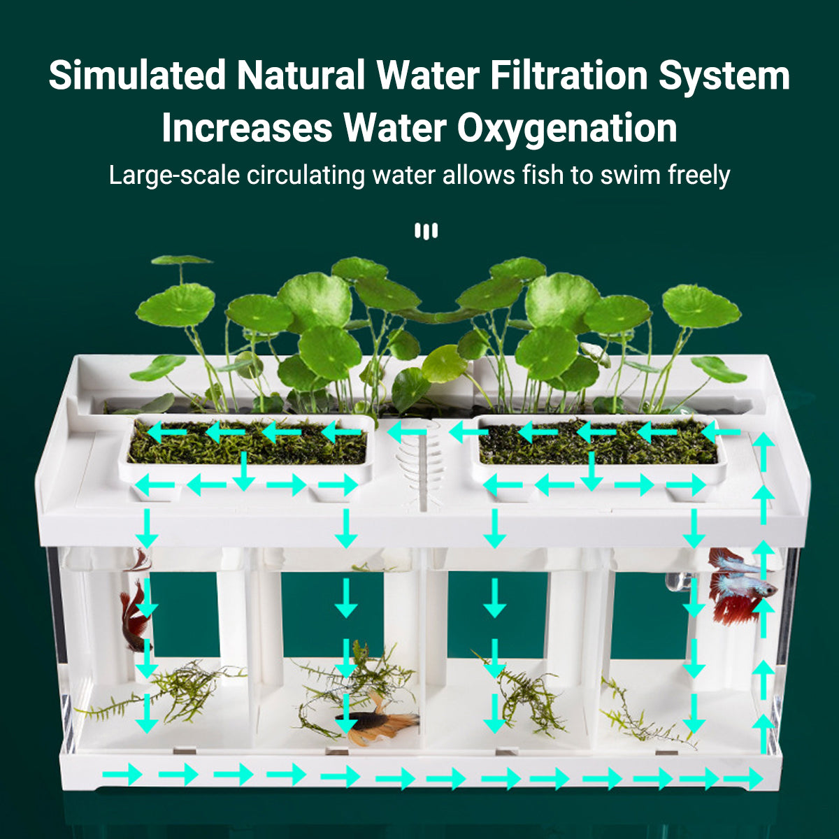 Acrylic Betta Fish Tank Four Grid Partition Clear for Desktop Home Office Decor