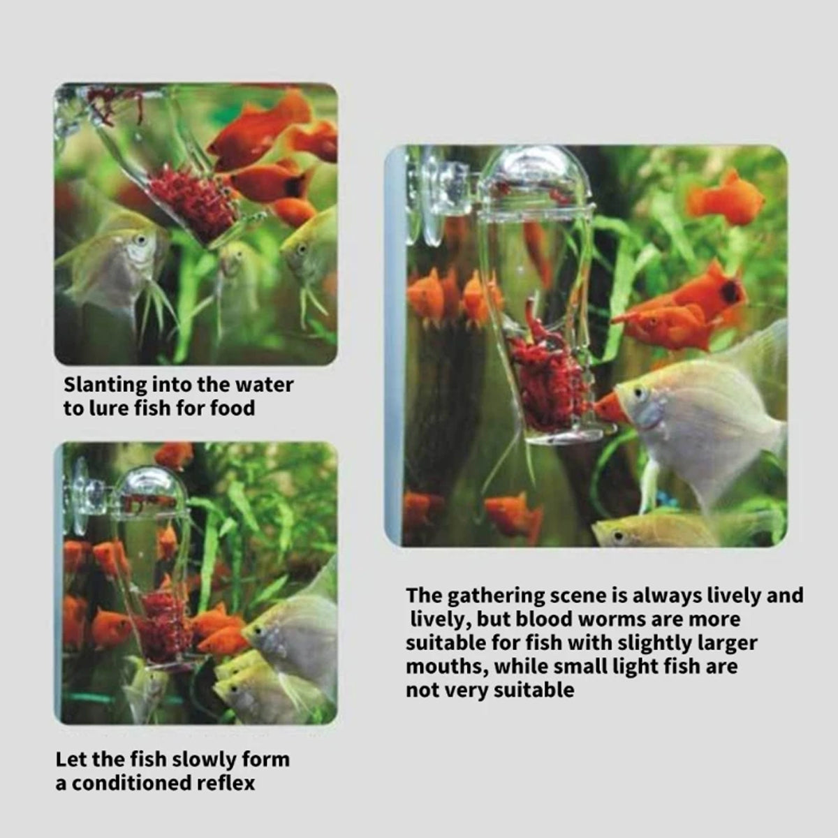 Acrylic Pants-Shape Fish Feeder 3x7.5cm Clear Durable for Aquarium Fish Tank Use