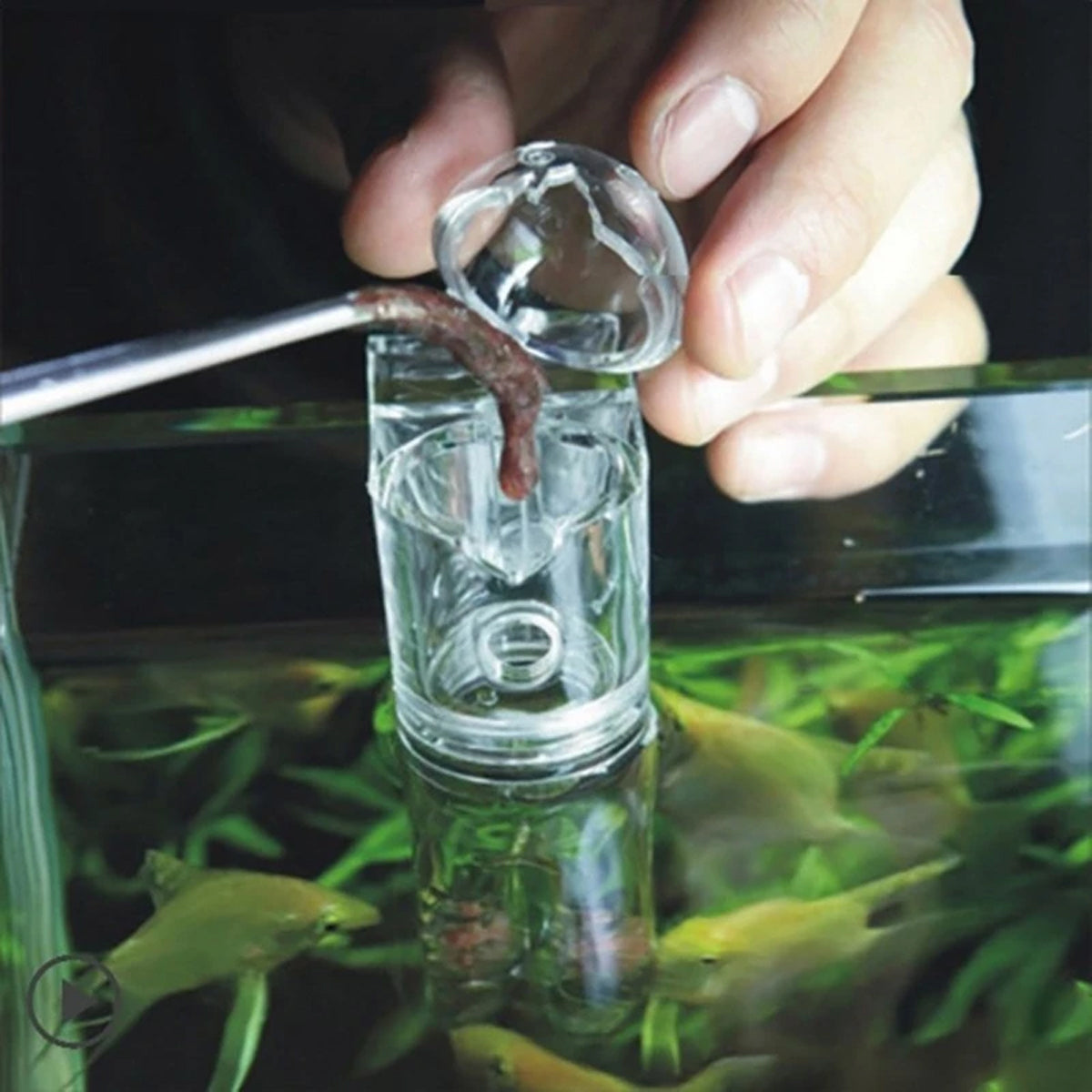 Acrylic Pants-Shape Fish Feeder 3x7.5cm Clear Durable for Aquarium Fish Tank Use