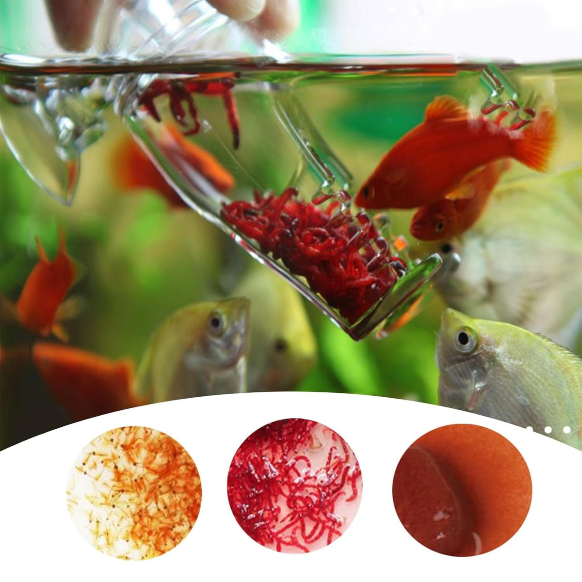 Acrylic Pants-Shape Fish Feeder 3x7.5cm Clear Durable for Aquarium Fish Tank Use