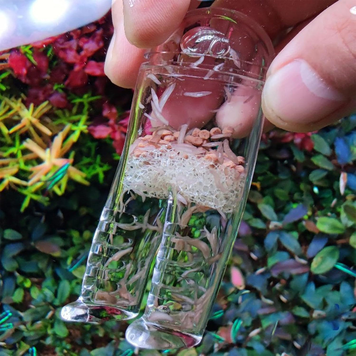 Acrylic Pants-Shape Fish Feeder 3x7.5cm Clear Durable for Aquarium Fish Tank Use