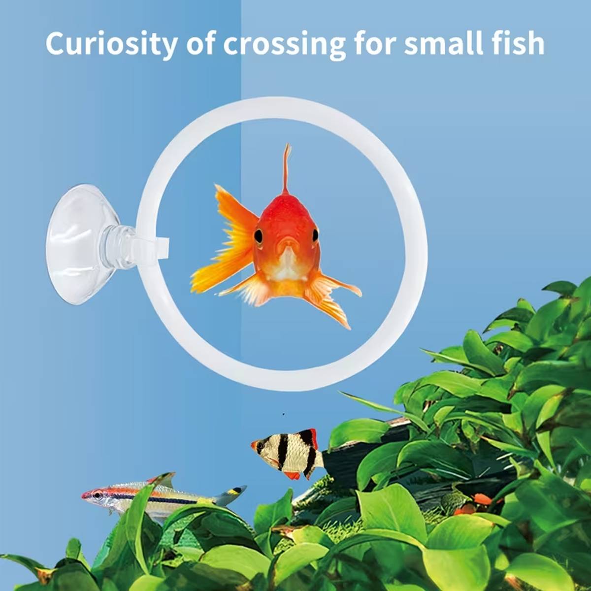 Aquarium Fish Training Ring Set (2PCS)