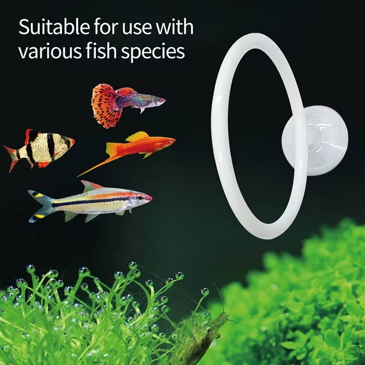 Aquarium Fish Training Ring Set (2PCS)