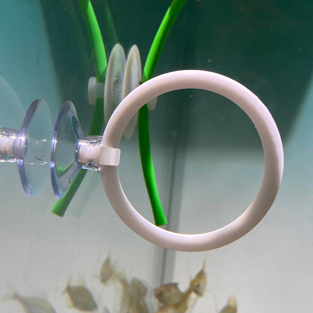 Aquarium Fish Training Ring Set (2PCS)