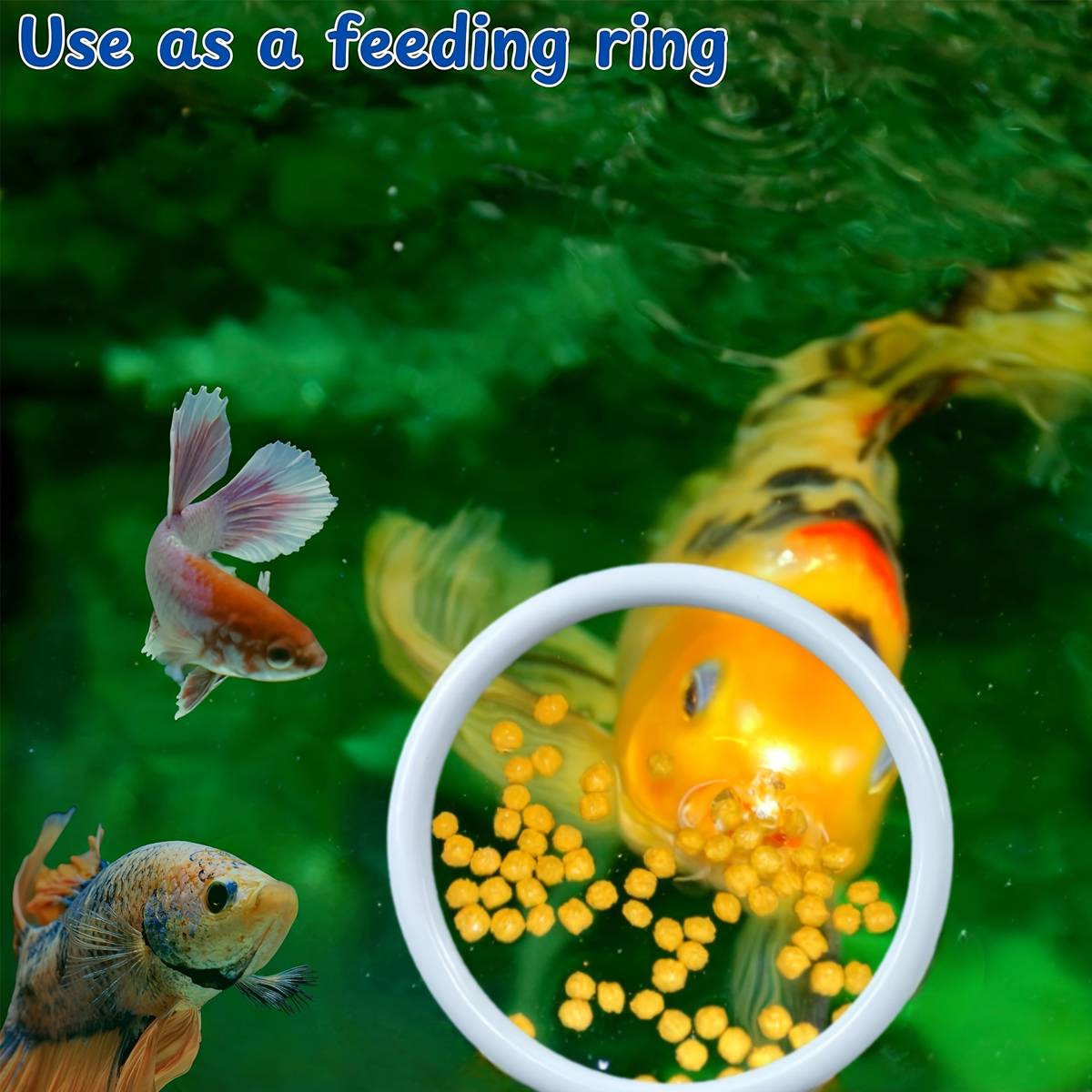 Aquarium Fish Training Ring Set (2PCS)