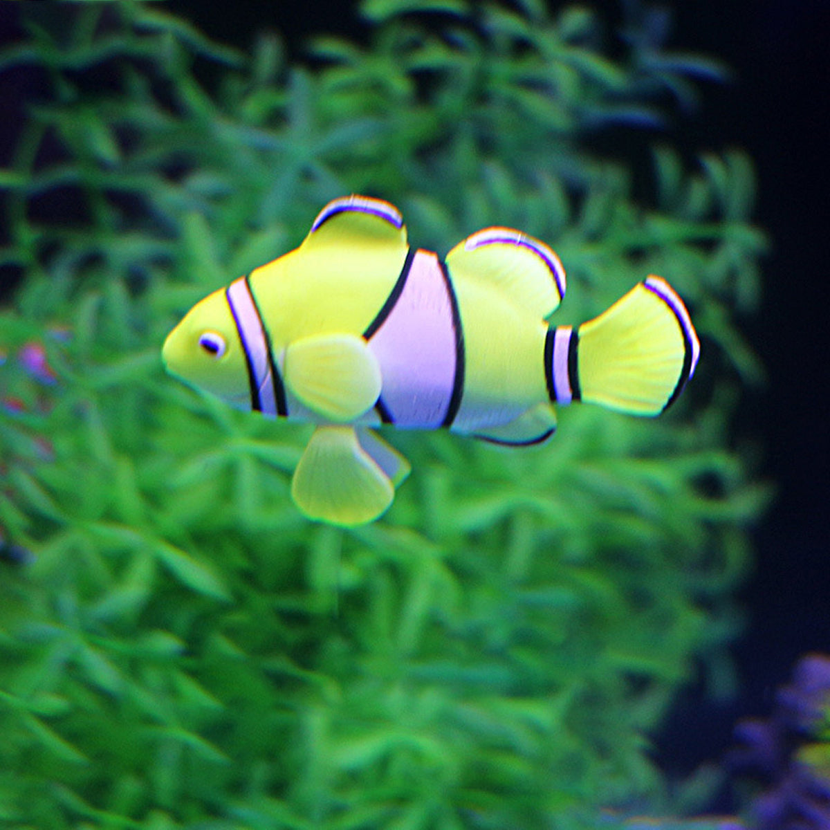 Artificial Floating Betta Fish Aquarium Decoration 2PCS