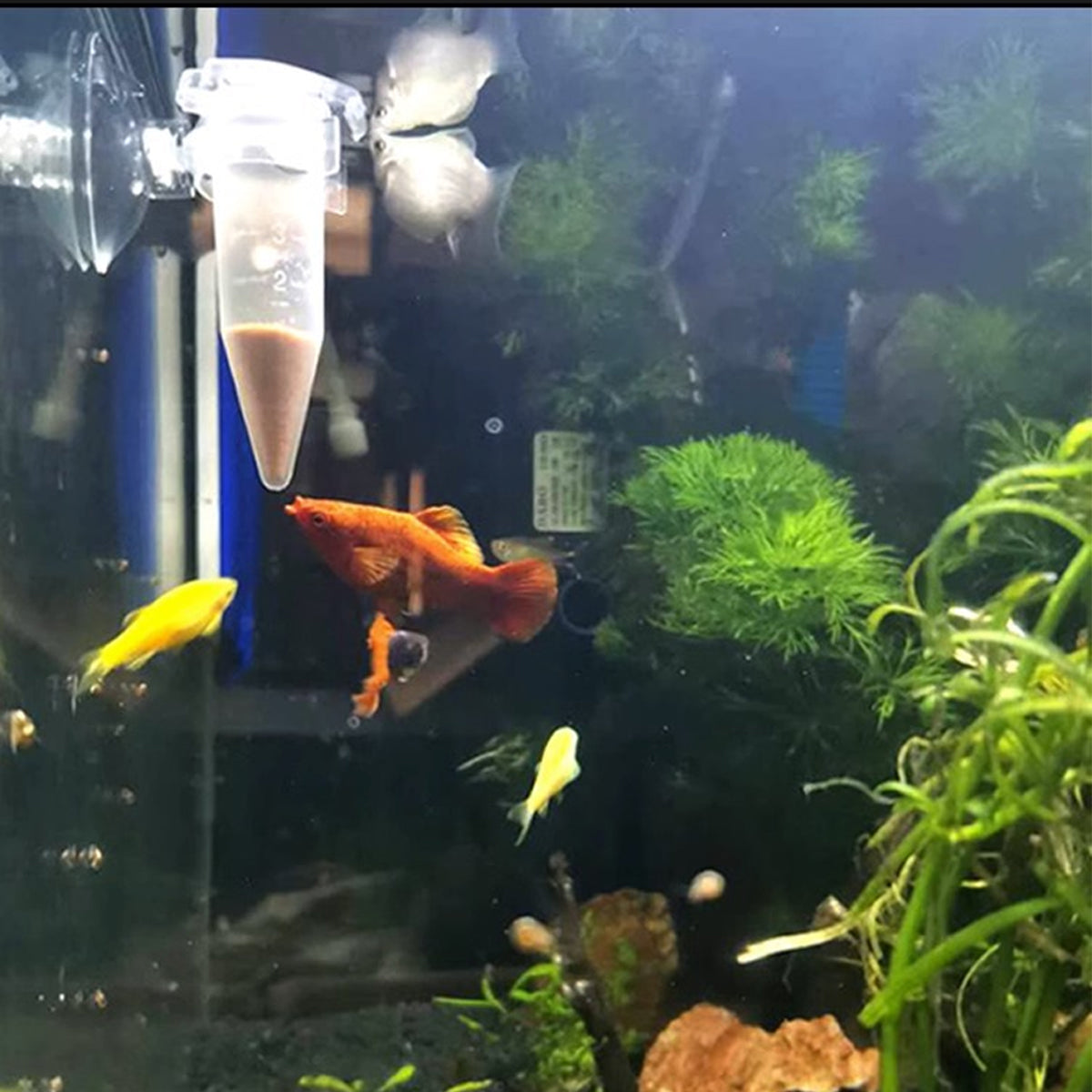 Automatic Shrimp Egg Feeder With Suction Cup (10pcs)