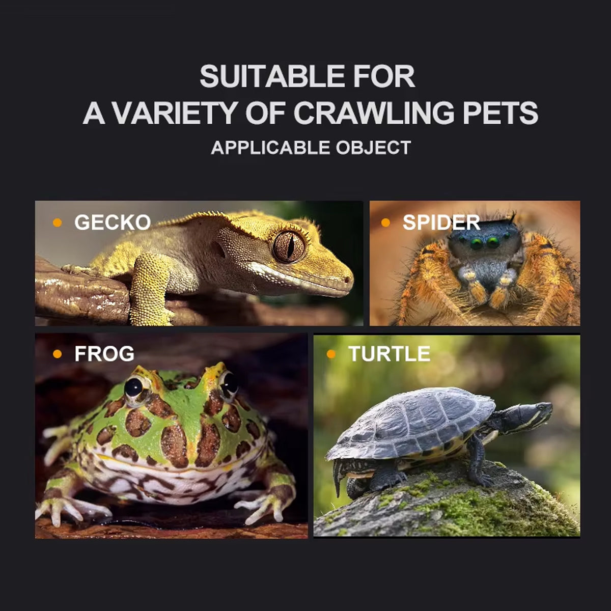 Transparent Reptile Feeding Box With Ventilated Lid