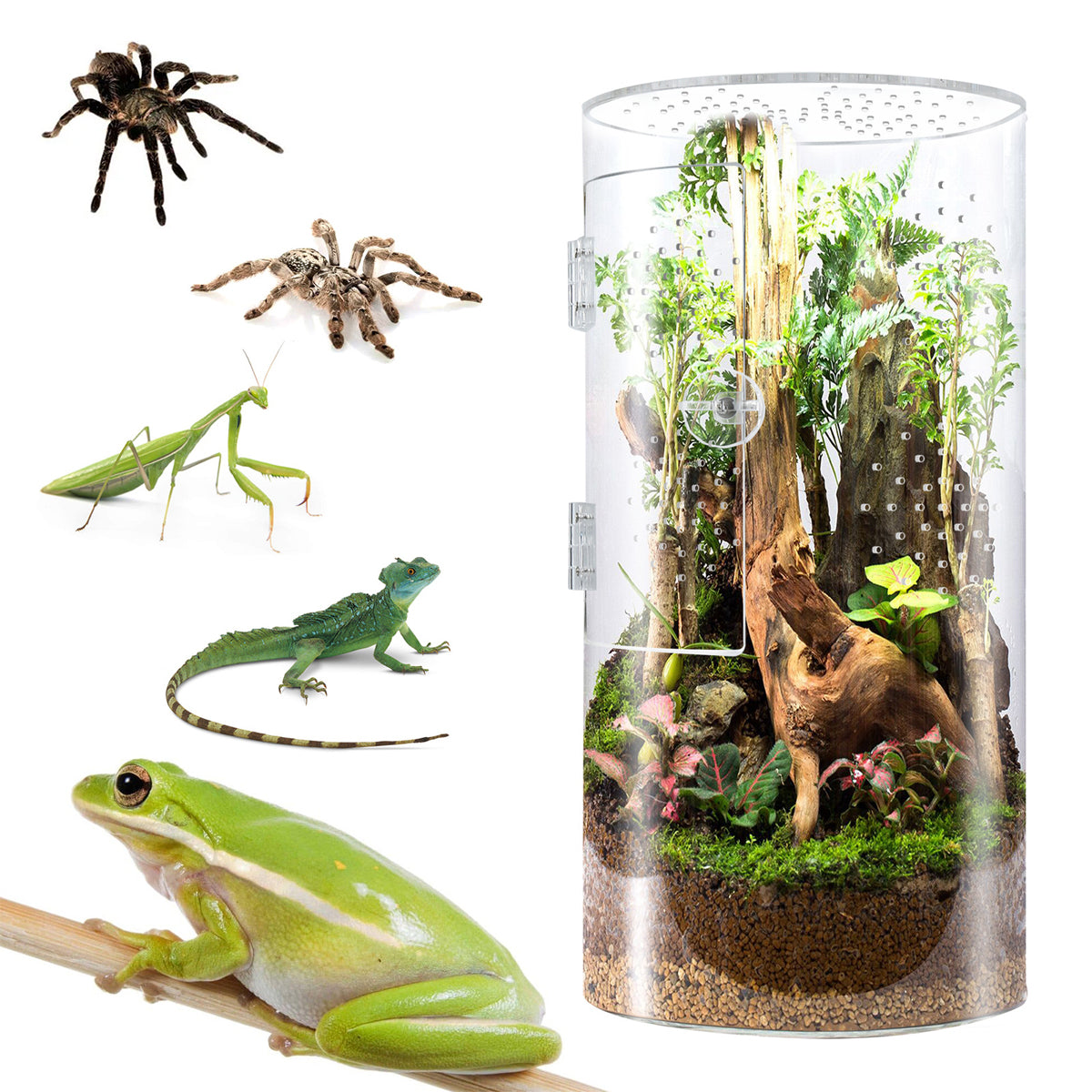 Cylindrical Acrylic Pet Breeding Box