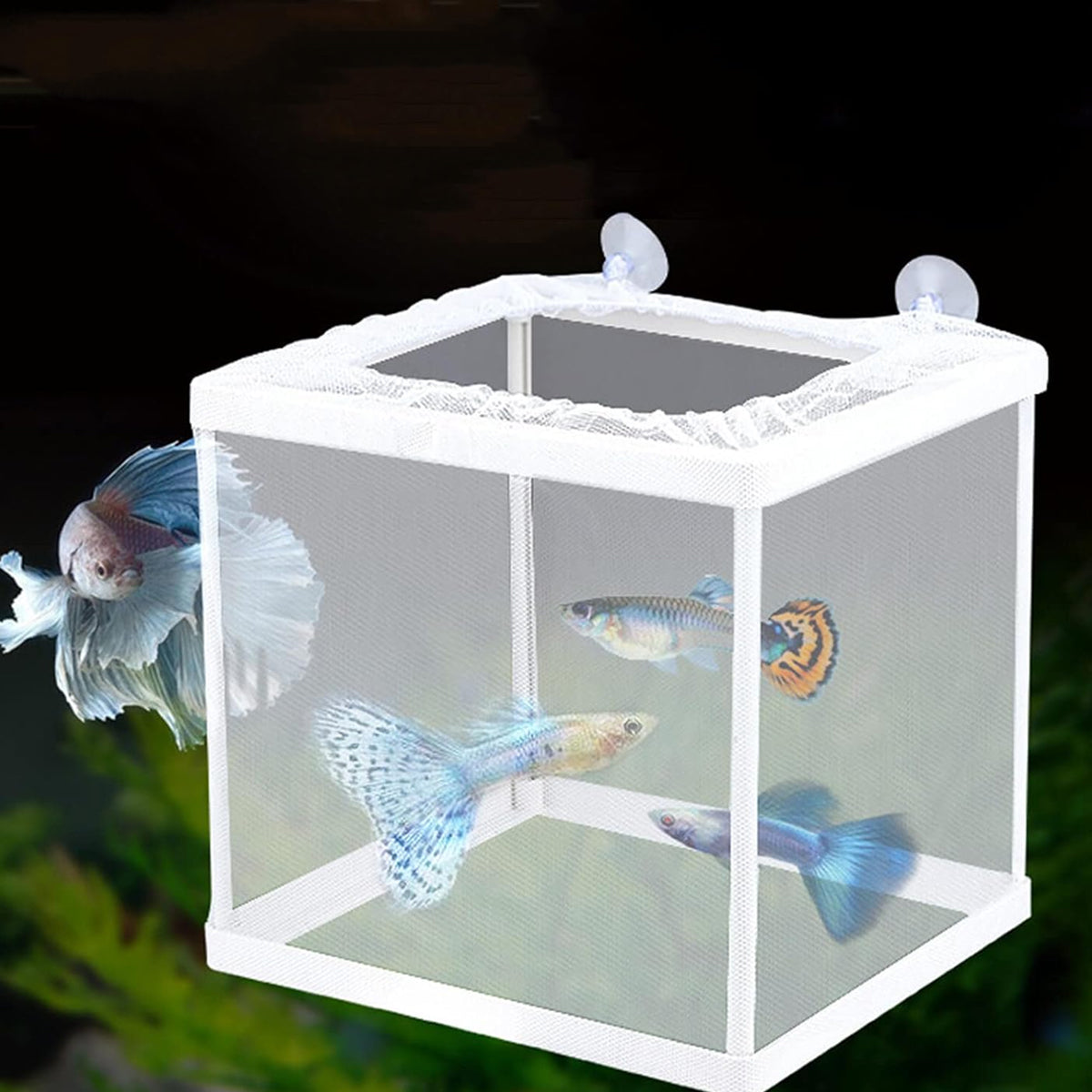 Guppy Fry Breeding Box Fish Tank Isolation Box with Mesh Divider