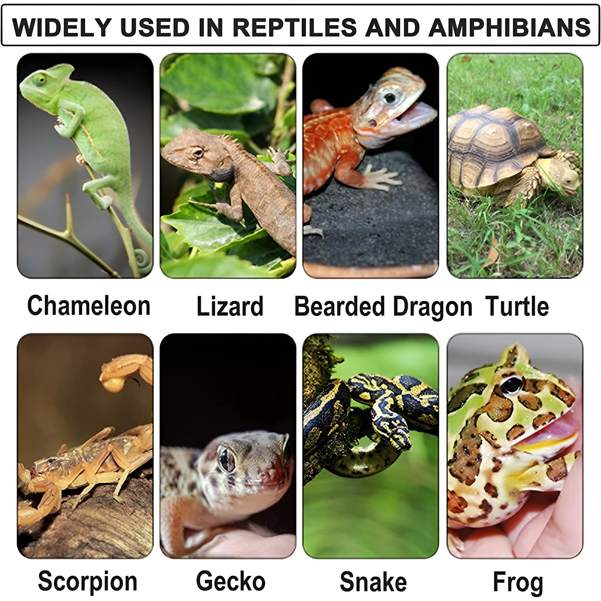 Reptile Heating Pad with Adjustable Temperature and Waterproof Design