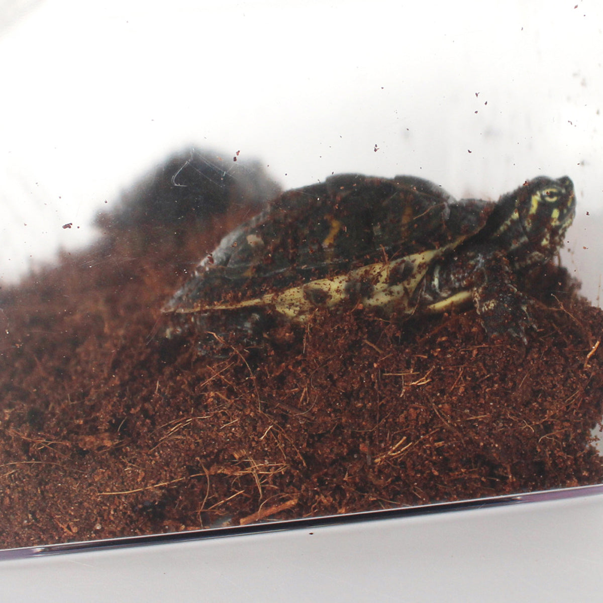 Natural Fiber Coconut Soil Pet Bedding Blocks Safe for Reptiles & Amphibians