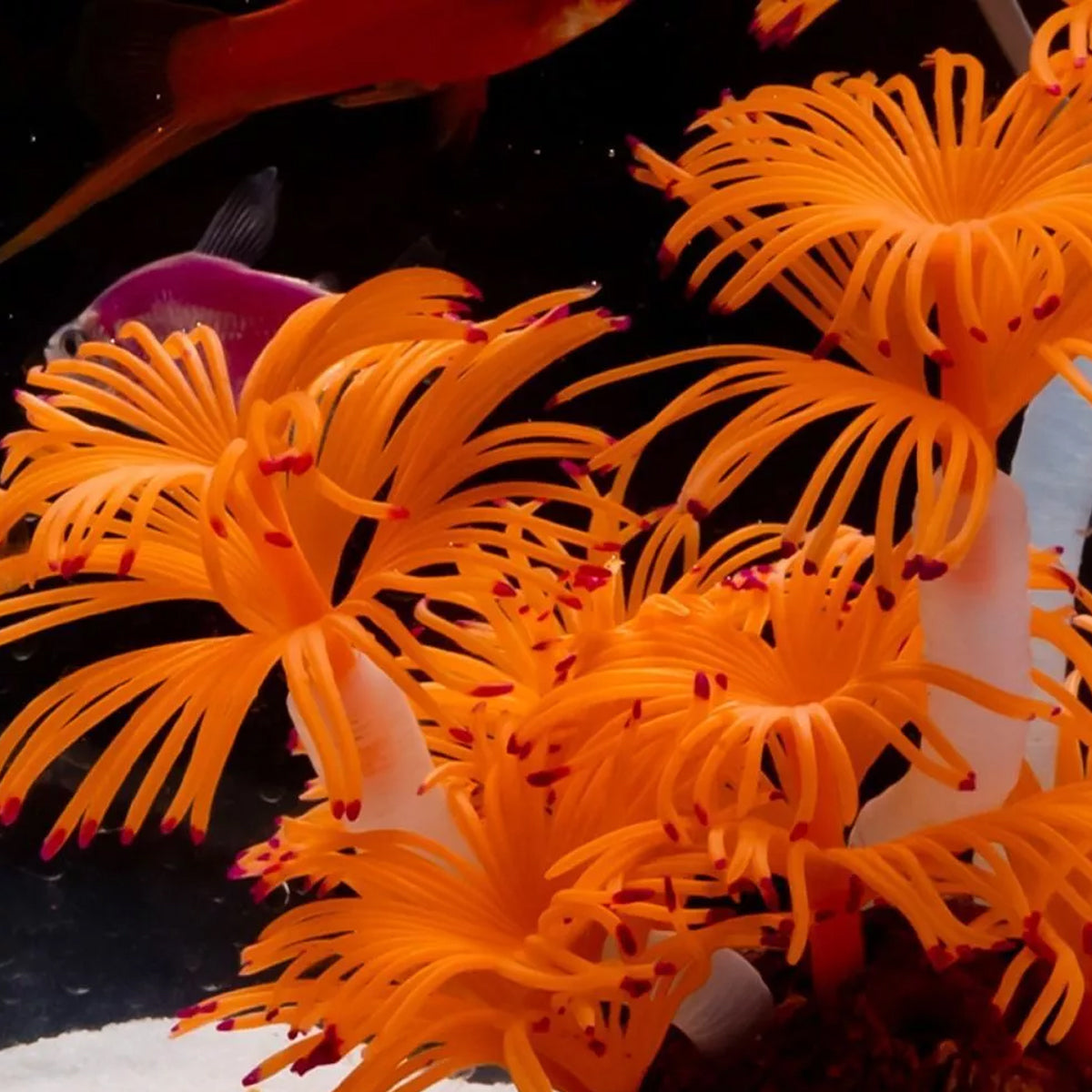 Soft Silicone Coral Aquarium Decoration for Fish Tank Landscape