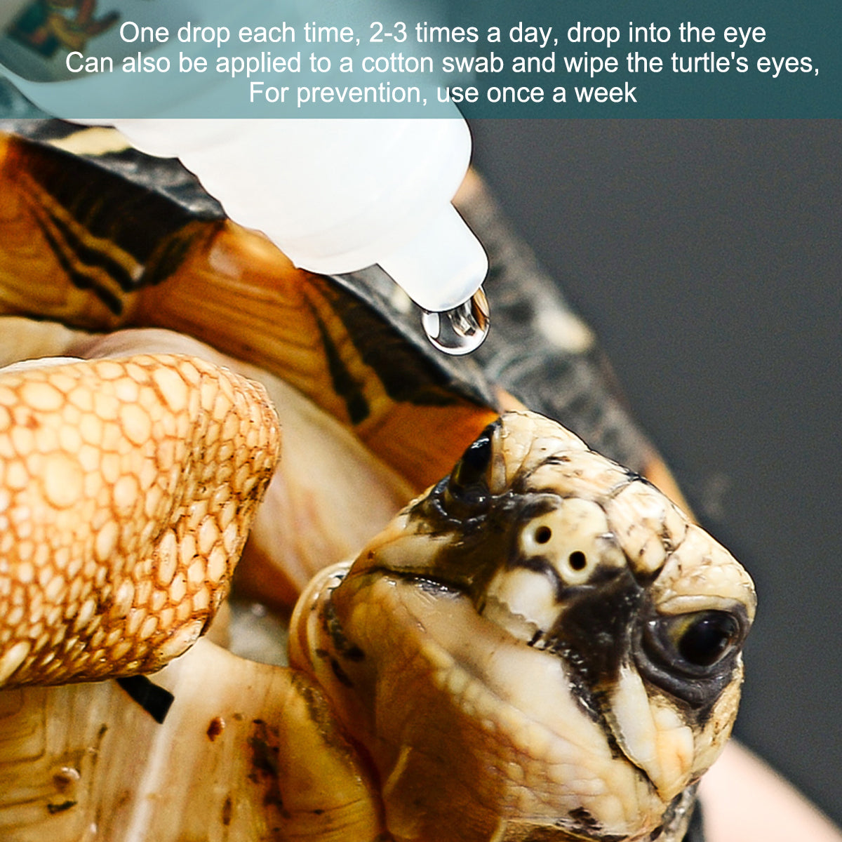Reptile Eye Drops for Redness and Swelling Relief