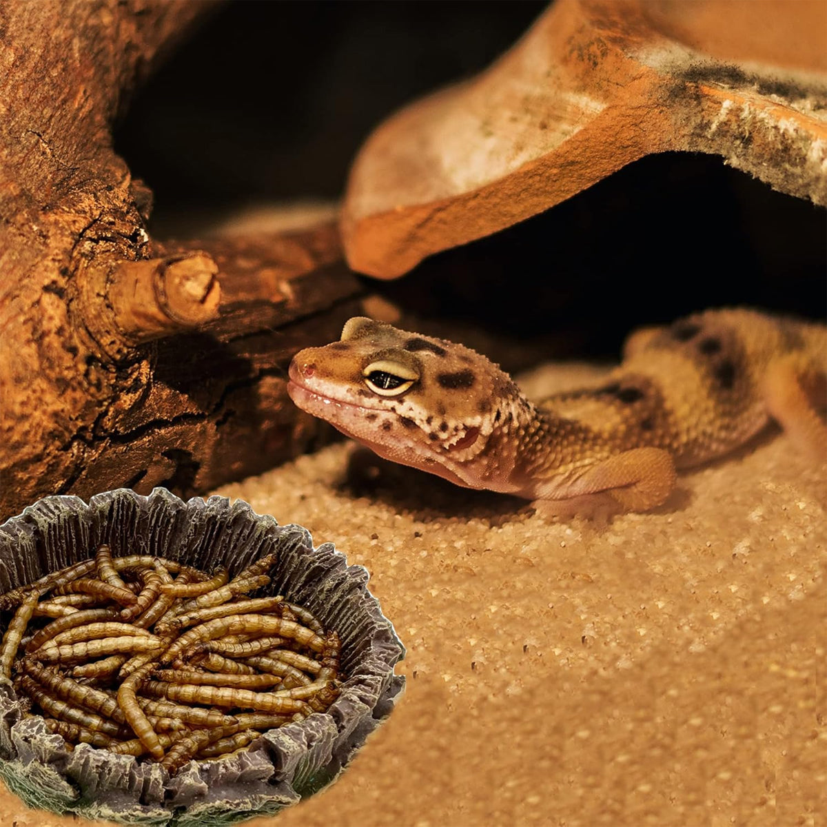 Resin Reptile Drinking Basin Wood Grain Water & Food Dish