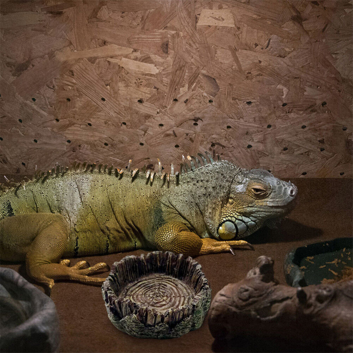 Resin Reptile Drinking Basin Wood Grain Water & Food Dish