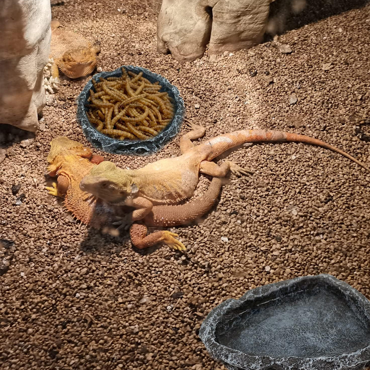 2 Pack Resin Reptile Feeding Dish Set