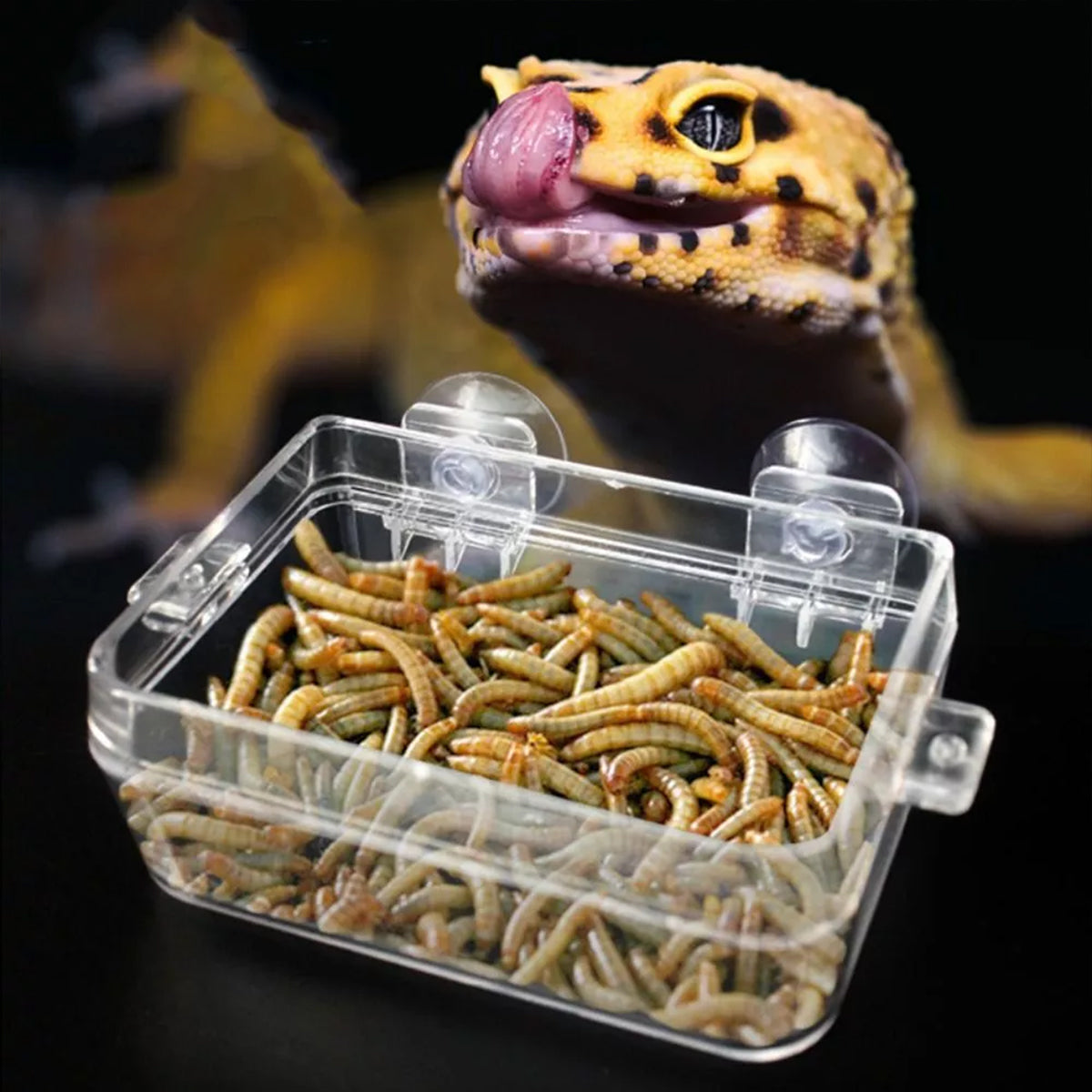 Reptile Feeder Bowl Anti Escape Acrylic Dish For Geckos Lizards