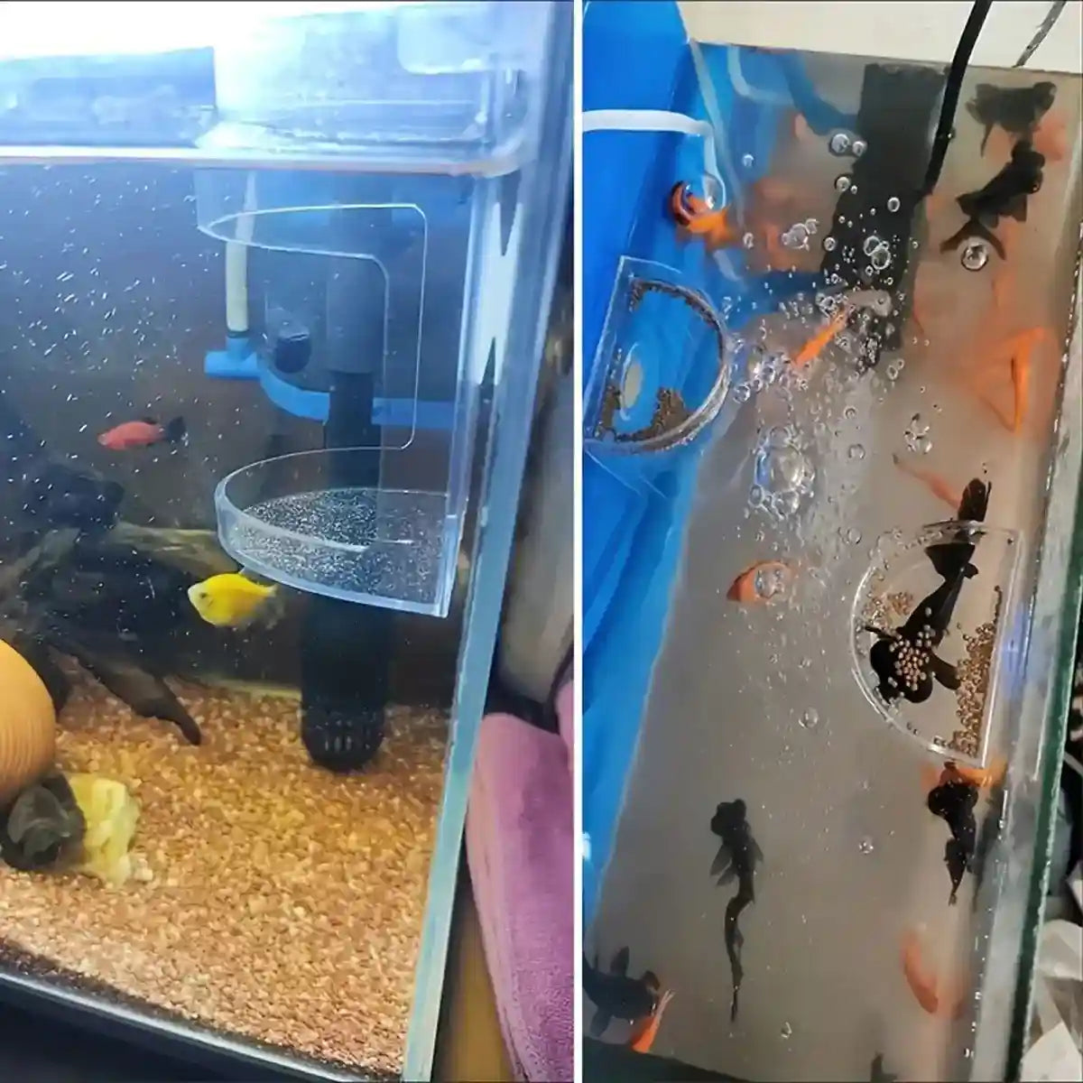 Fish Tank Feeder Box with Suction Cups