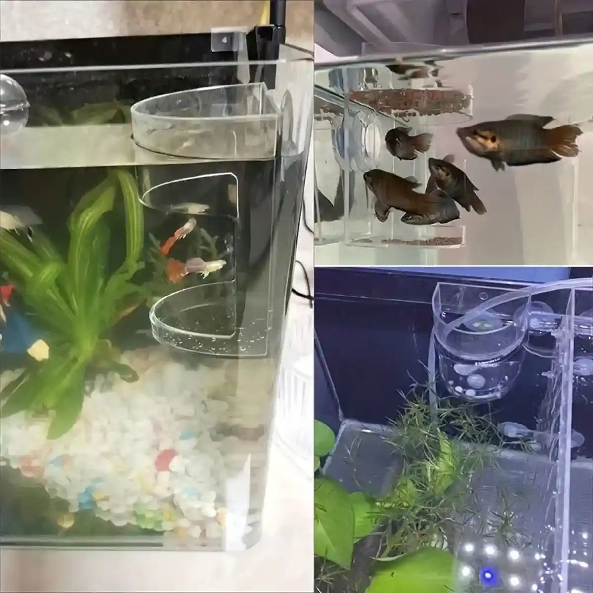 Fish Tank Feeder Box with Suction Cups