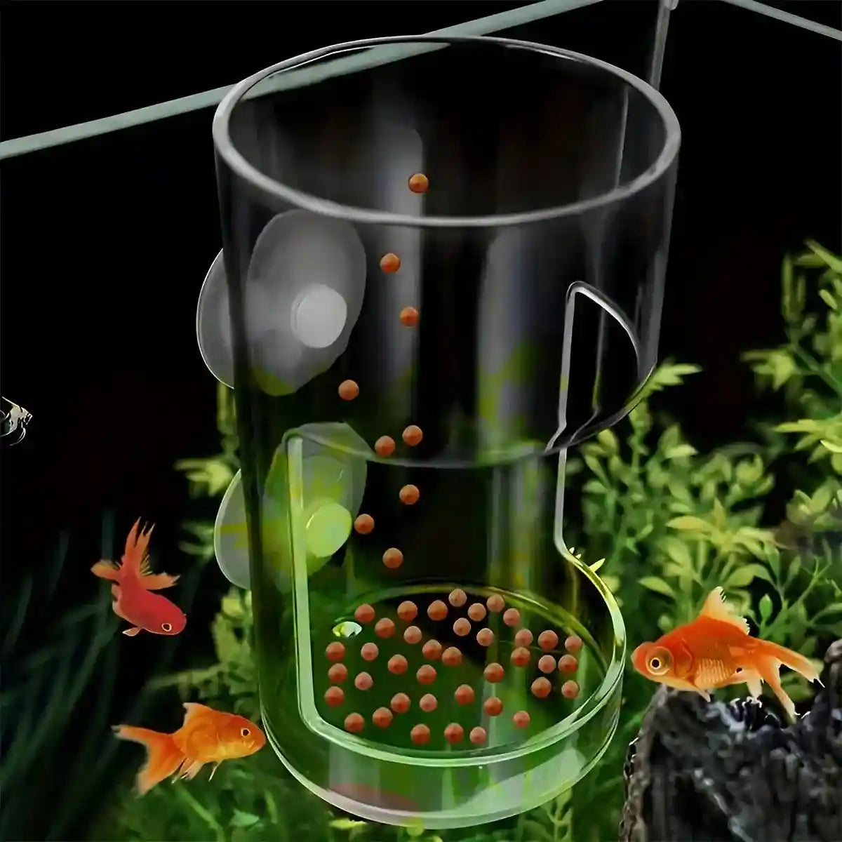Fish Tank Feeder Box with Suction Cups