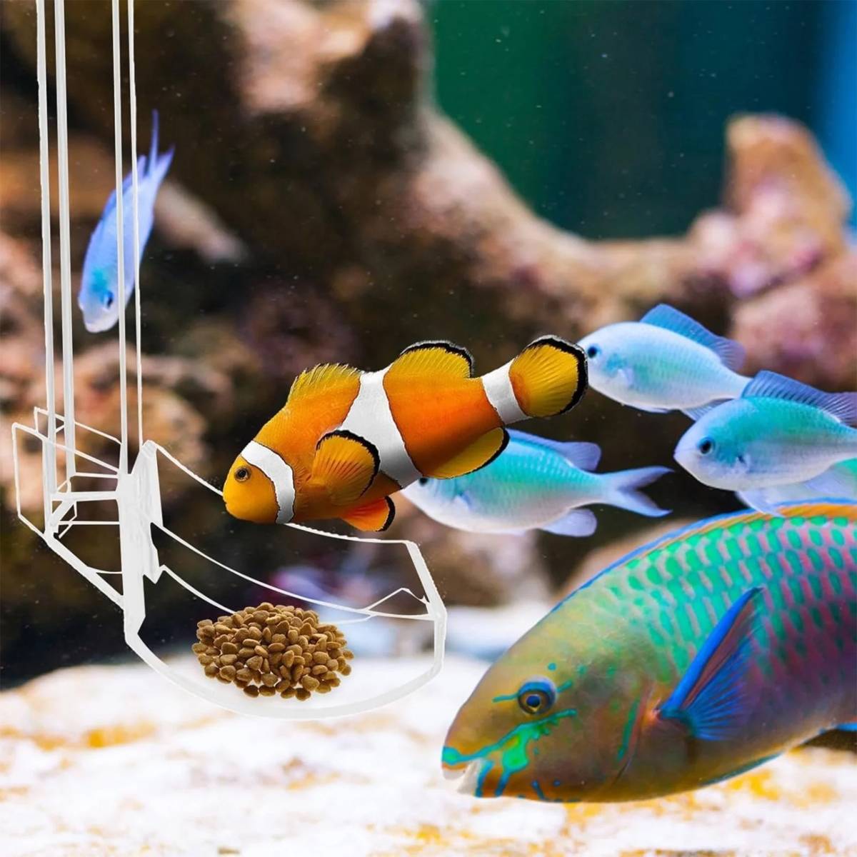 17cm aquarium feeding tube and ring for shrimp – product view 14