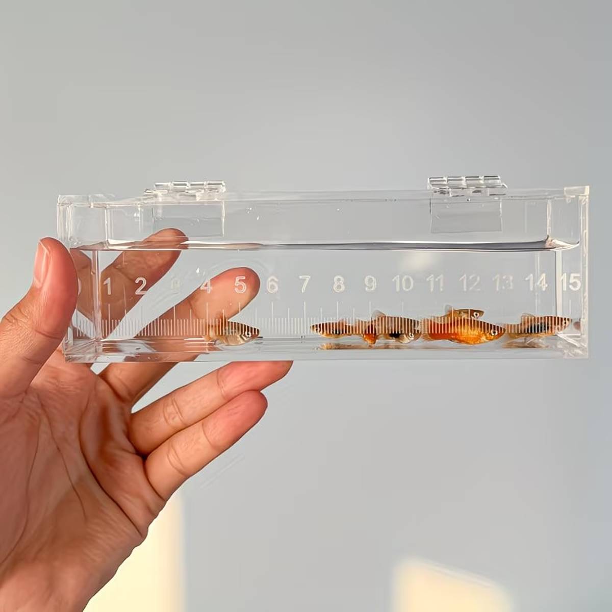 Fish Watching Box Acrylic Measuring Tank with Ruler