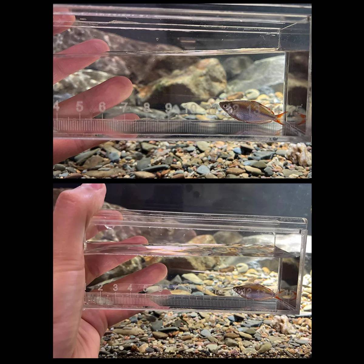 Fish Watching Box Acrylic Measuring Tank with Ruler