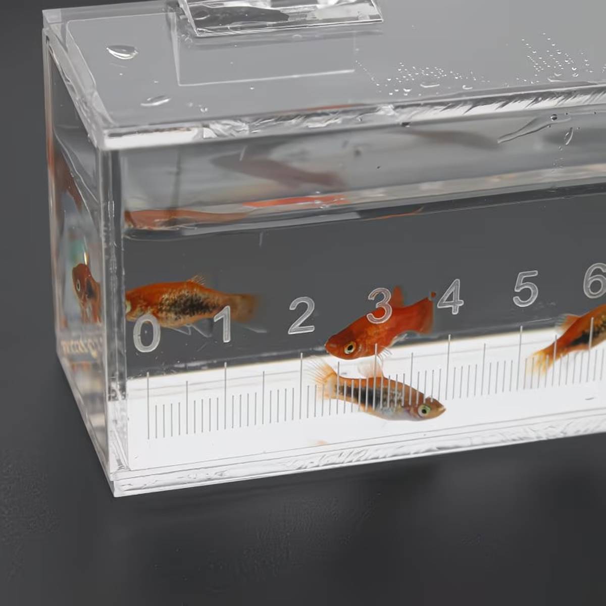 Fish Watching Box Acrylic Measuring Tank with Ruler