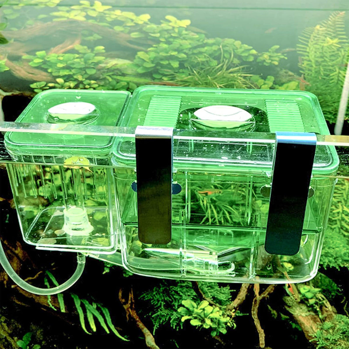 Double-Layer Fish Isolation Box