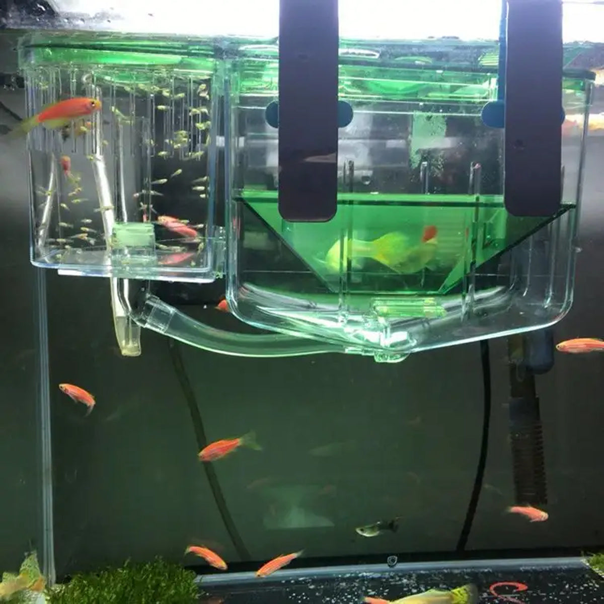 Double-Layer Fish Isolation Box