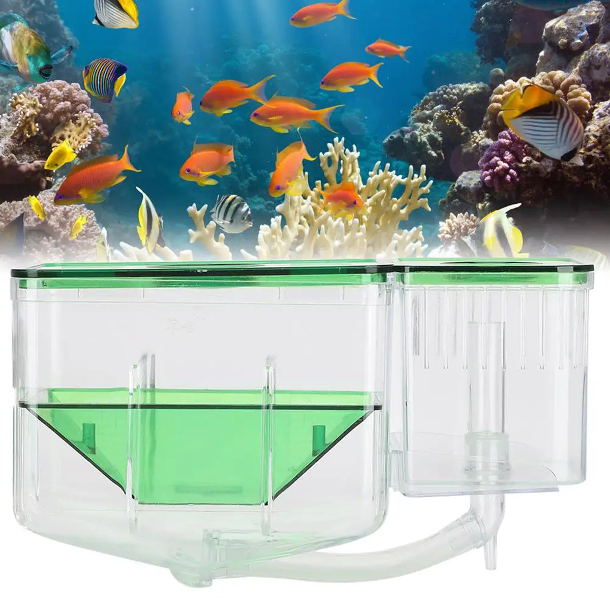 Double-Layer Fish Isolation Box